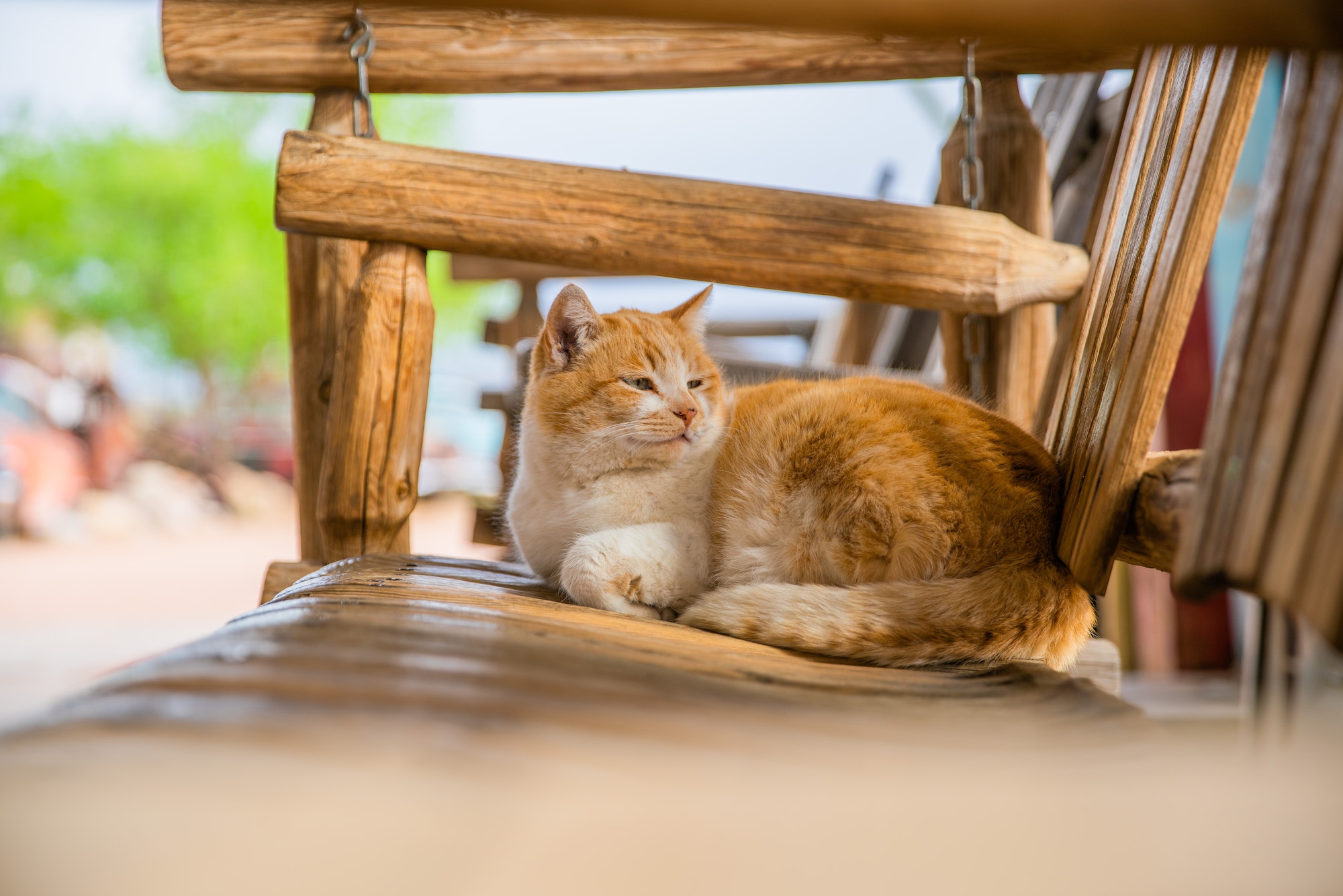 cat sitting on wooden bench