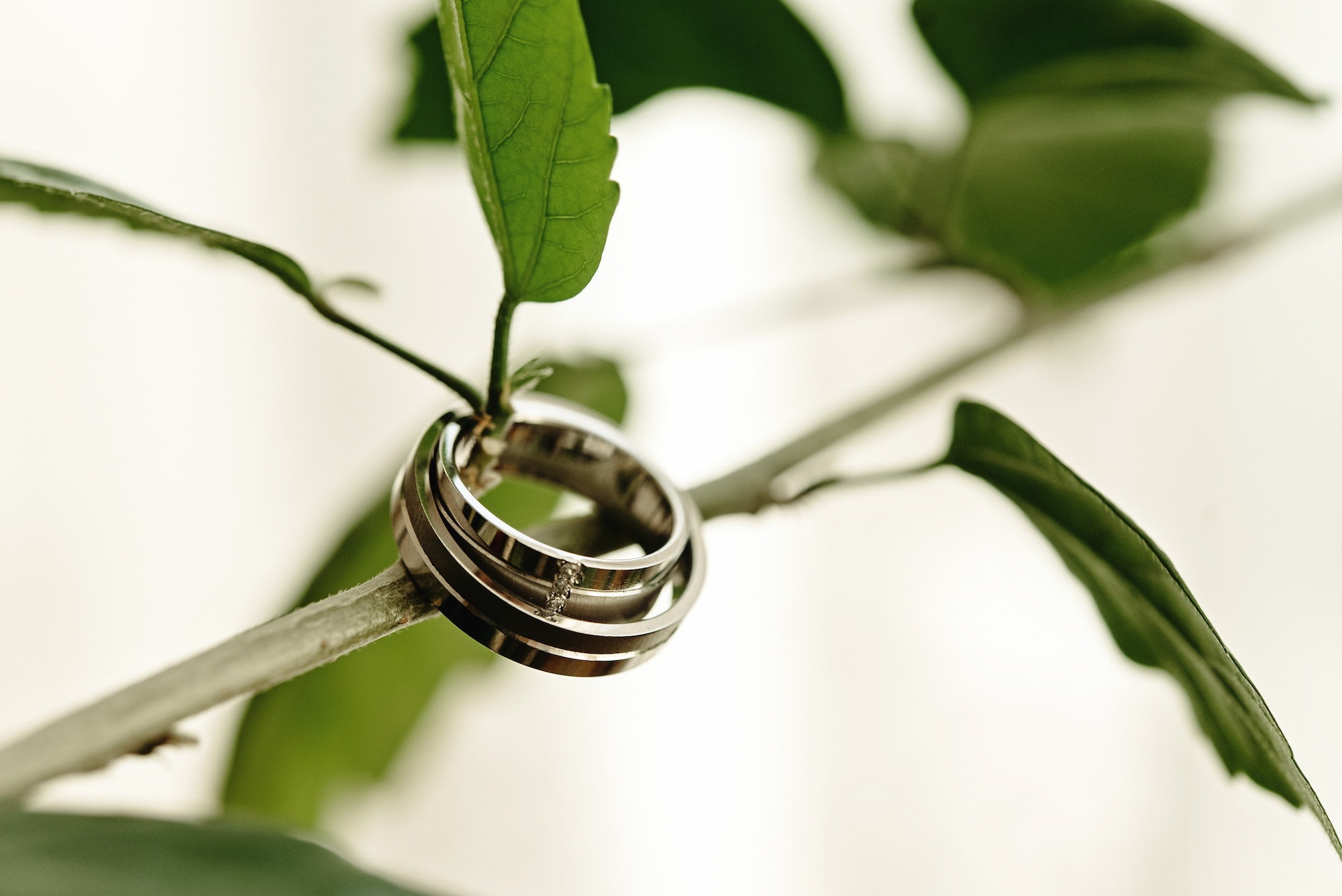 luxury gorgeous wedding rings with diamonds on beautiful green plant