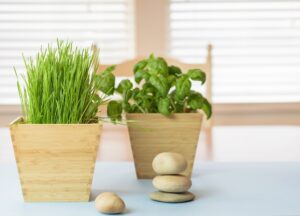 Potted herbs in wooden planters at home