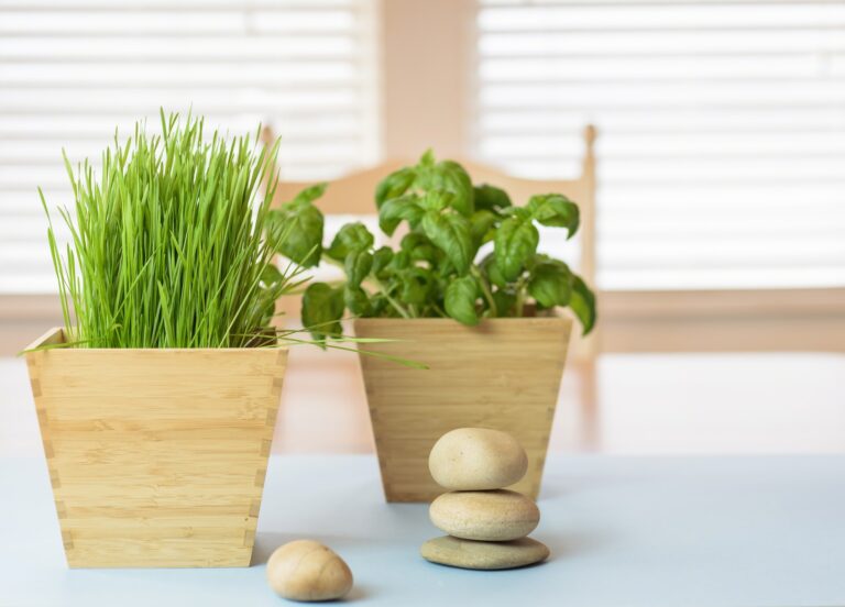 Potted herbs in wooden planters at home